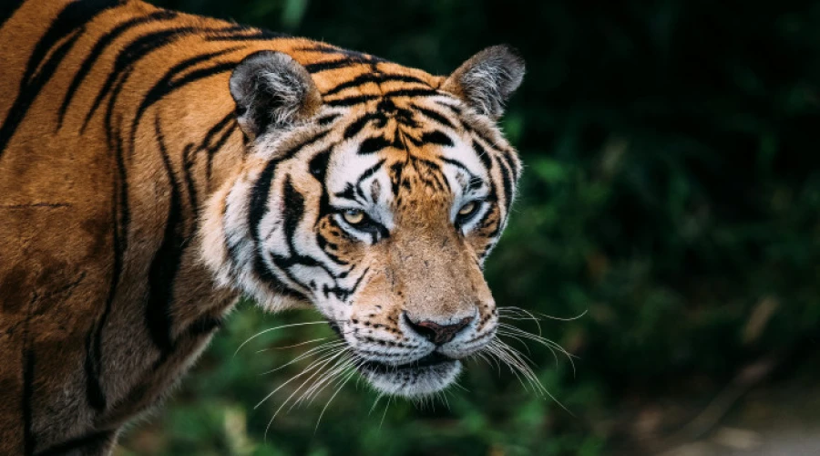 Royal Bengal Tiger