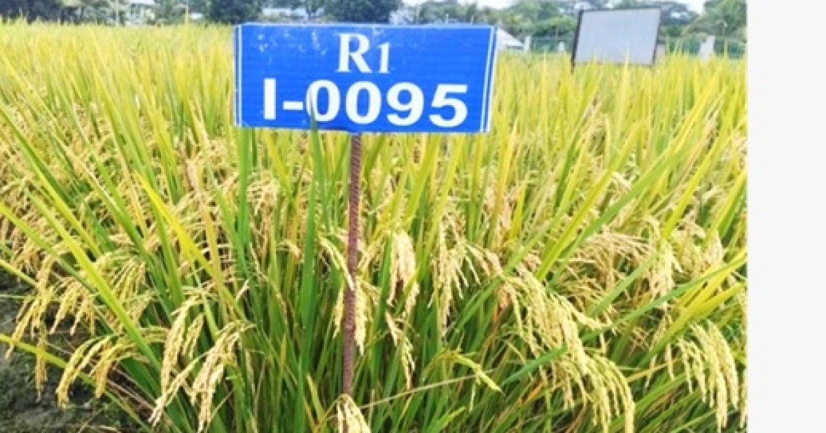 ব্লাস্ট প্রতিরোধী ও পুষ্টিসমৃদ্ধ ‘বিনা ধান২৭–২৮’ উদ্ভাবন