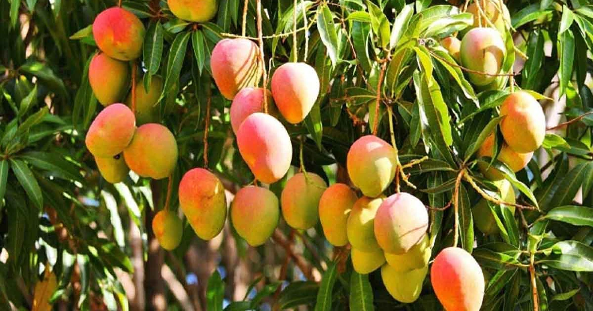 কোন আম কবে আসছে বাজারে