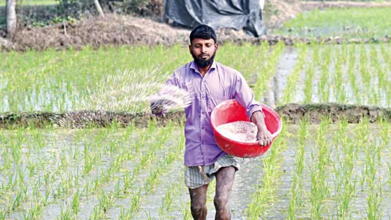 সারের দাম বাজারে বস্তাপ্রতি ৬০০ টাকা বাড়তি