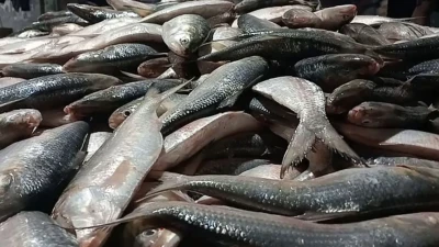 এক জালেই উঠে এলো ৪৬ মণ ইলিশ, কত টাকায় বিক্রি