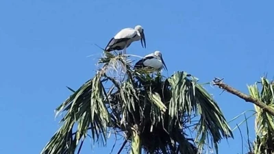 পঞ্চগড়ে গ্রামে মানুষ নয়, পাখিরাই যেন রাজা!