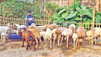 দুটি দুম্বায় শুরু করে তিন বছরে ৬৫, কোটি টাকার খামার