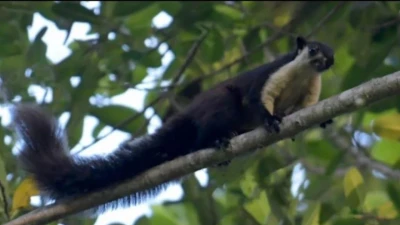 রেমা-কালেঙ্গার গহিন বনে বিশালাকৃতির কাঠবিড়ালি