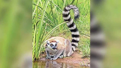 লেমুর চুরির ঘটনায় এবার যে ব্যাখ্যা দিলো আম্বানির বনতারা কর্তৃপক্ষ