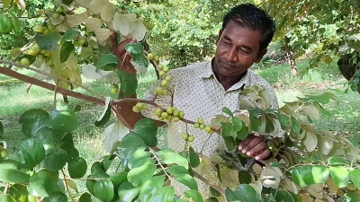 বাদাম বিক্রেতা থেকে কোটি টাকার বাগান, পাল্টে গেছে জীবন