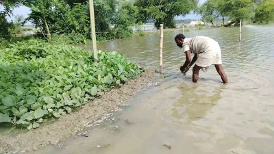 লালপুরে পদ্মার পানি বৃদ্ধিতে সাড়ে ৪শ বাড়ি পানি বন্দি, তলিয়ে গেছে ফসলি জমি ও সবজি ক্ষেত