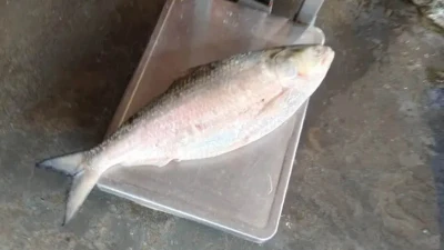এক ইলিশের দাম ৭ হাজার টাকা