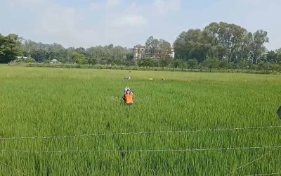 পঞ্চগড়ে আমন ধানে পোকার আক্রমণ, বাড়ছে উৎপাদন খরচ; লোকসানের শঙ্কায় কৃষক
