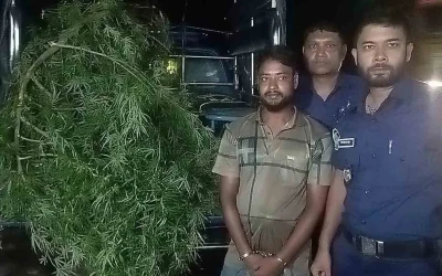 আদার বাগানে গাঁজার চাষ