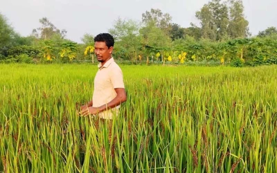 ‘ব্ল্যাক রাইসে’ নতুন স্বপ্ন দেখছেন মিজান