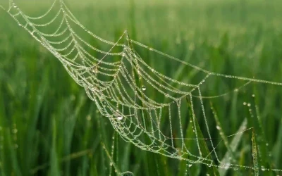 হালকা কুয়াশায় ঘোমটা টেনে বাংলার প্রকৃতিতে এল হেমন্ত