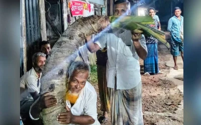 ভান্ডারিয়ায় ৬০ কেজি ওজনের বিশাল চন্দন কচু,দেখতে মানুষের ভিড়